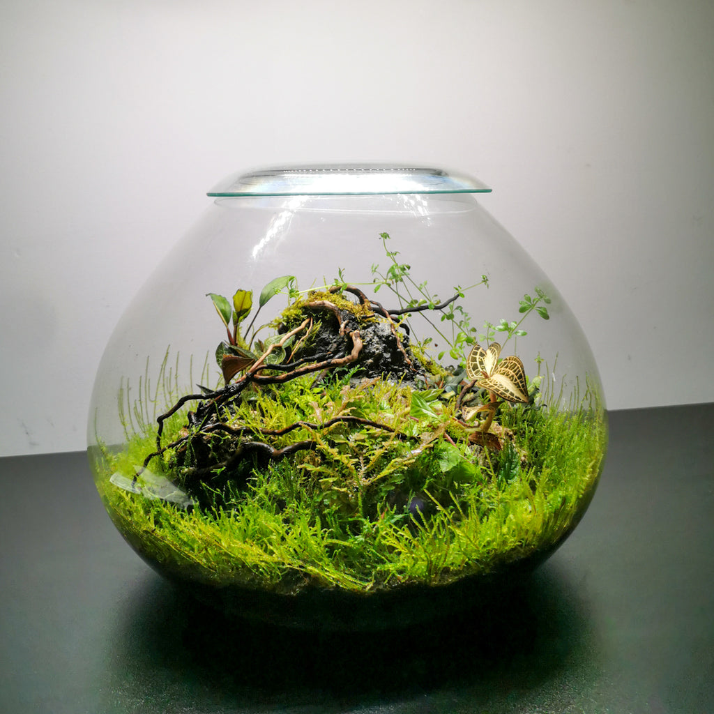 LA BIOFILIA Y EL WABI-KUSA