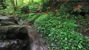 Bucephalandra - guía completa