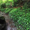 Bucephalandra - guía completa