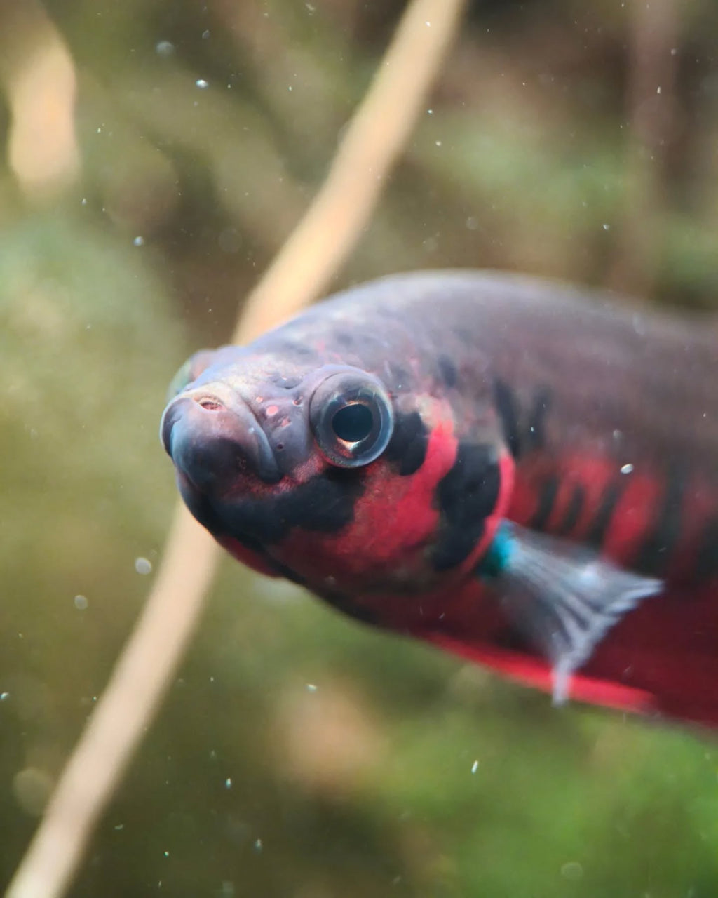 Retratos acuarofilos-Betta rubra, aceh besar, por Alejandro Trujillo