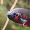 Retratos acuarofilos-Betta rubra, aceh besar, por Alejandro Trujillo