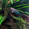 Retratos acuarofilos-Betta coccina,  Jambi, por Jose Cuiñas.