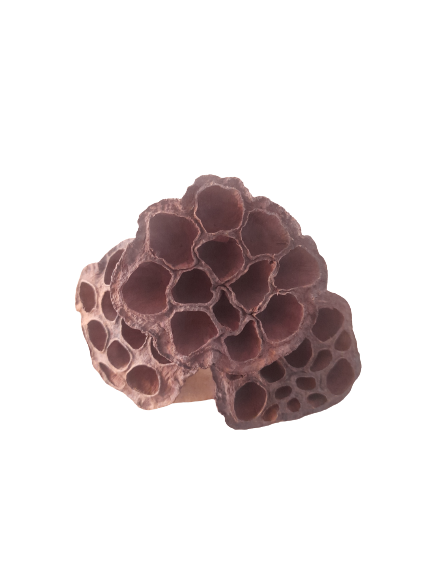 LOTUS POD