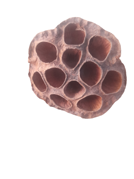 LOTUS POD