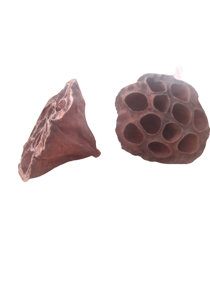 LOTUS POD