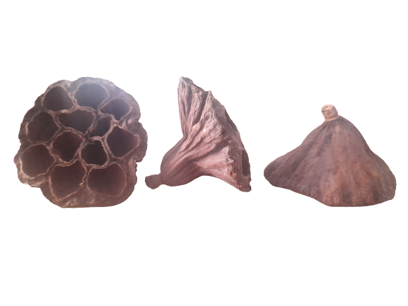 LOTUS POD