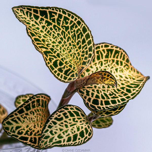 ORQUIDEA ANOECTOCHILUS ROXBURGUII " WHITE - YELLOW"