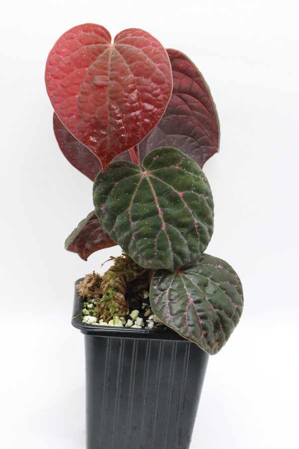 PIPER SP. PORPHYROPHYLLUM