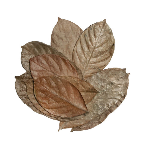 Hojas de Jackfruit leaves