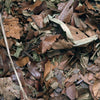 Hojas -Mixed Leaf Litter