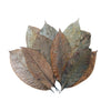 Hojas Rubber leaves