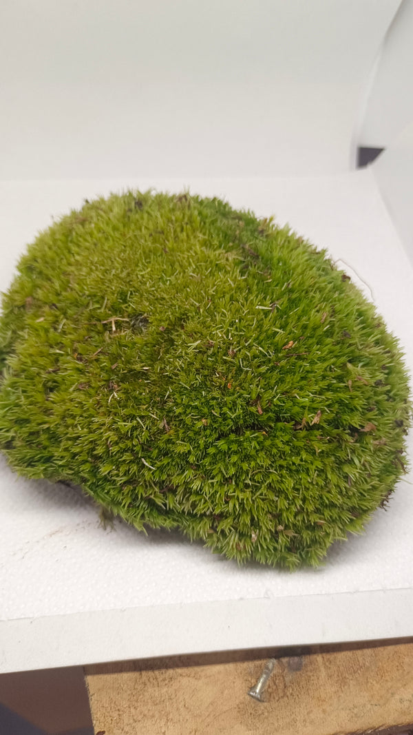LEUCOBRYUM GLAUCUM