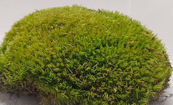 LEUCOBRYUM GLAUCUM