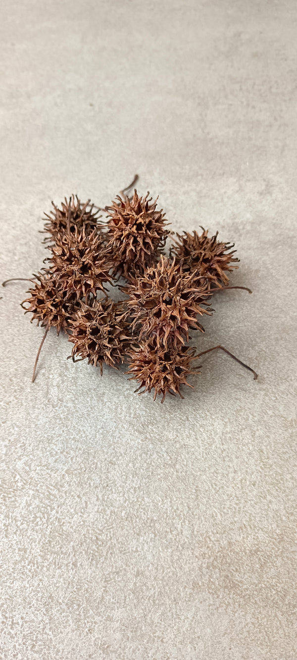 SEMILLA DELIQUIDAMBAR