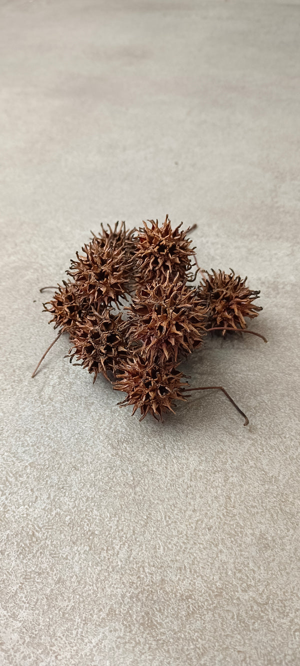 SEMILLA DELIQUIDAMBAR