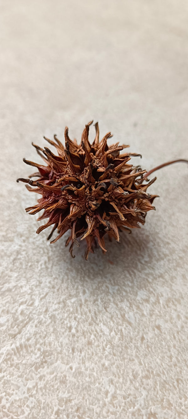 SEMILLA DELIQUIDAMBAR