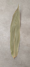HOJAS DE BAMBU XL