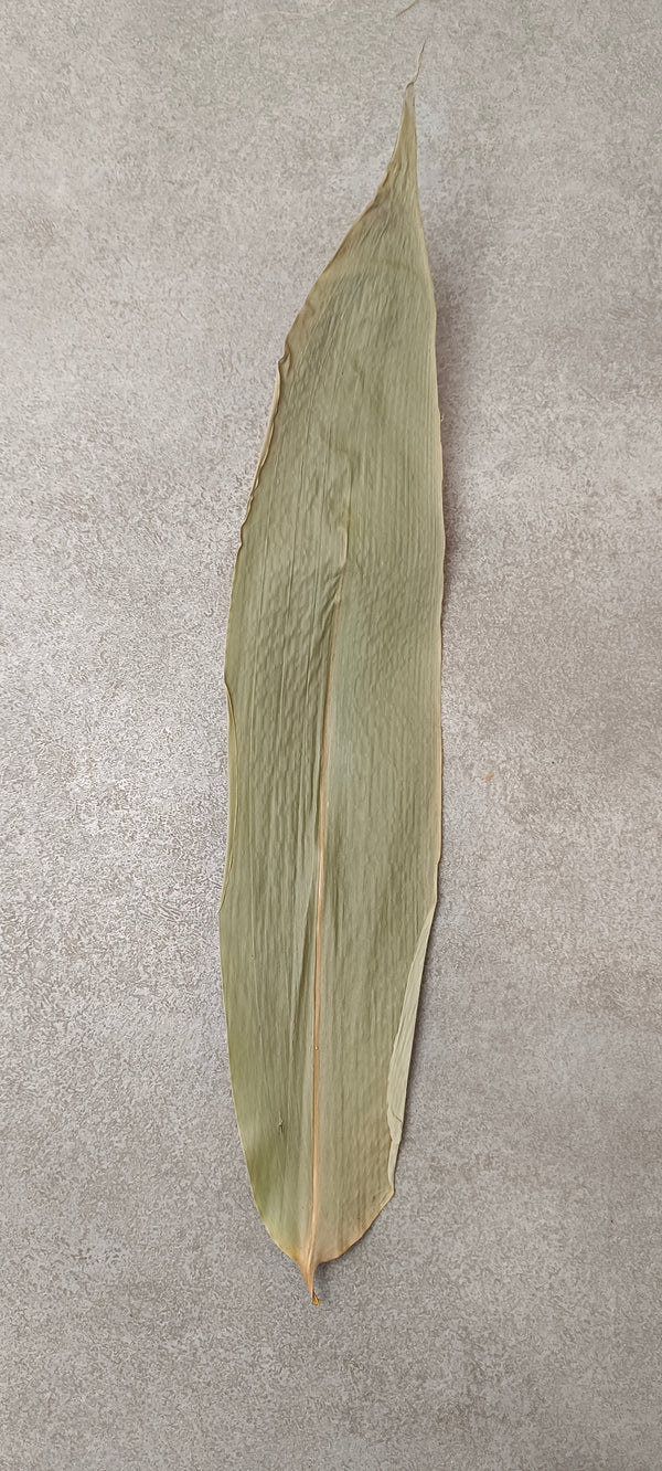 HOJAS DE BAMBU XL