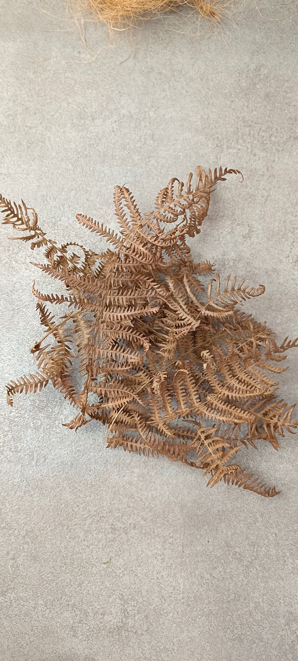 HOJAS DE HELECHO (PTERIDIUM AQUILUM)