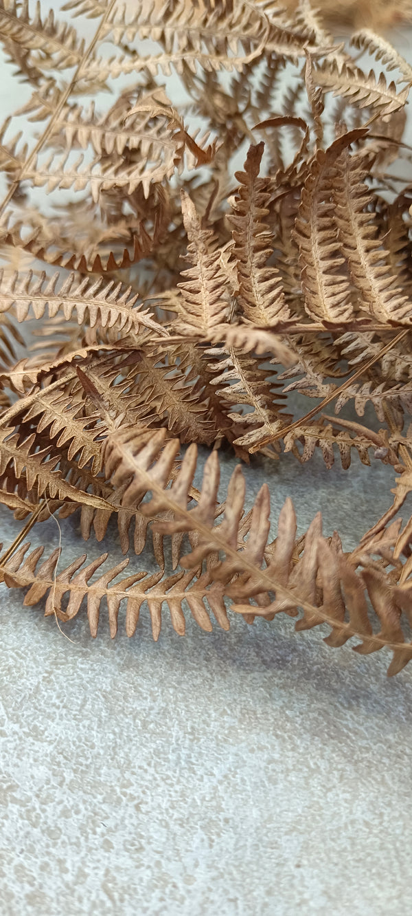 HOJAS DE HELECHO (PTERIDIUM AQUILUM)