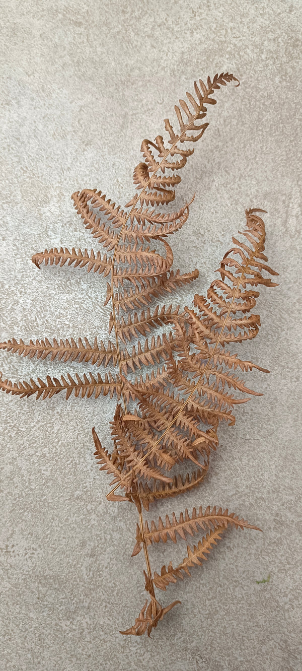 HOJAS DE HELECHO (PTERIDIUM AQUILUM)