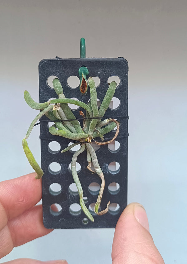 ORQUIDEA CHILOS CHISTA EXUPEREI