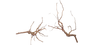 RASAMALA WOOD