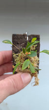 LEPANTHES MARIPOSA