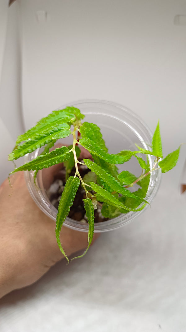 BEGONIA PTERIFORMIS "GREEN"