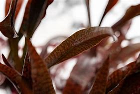 CRYPTOCORYNE SPIRALIS TIGER REDIN VITRO