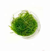 TAXIPHYLLUM SPIKY MOOSS IN VITRO