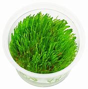 TAVIPHYLLUM GIANT MOSS IN VITRO