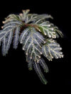 SELAGINELLA PICTA