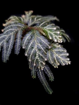 SELAGINELLA PICTA