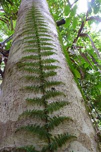 HELECHO TERATOPHYLLUM ROTUNDIFOLIUM
