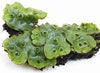 MARCHANTIA POLYMORPHA