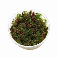 Rotala rotundipholia H´ra in vitro