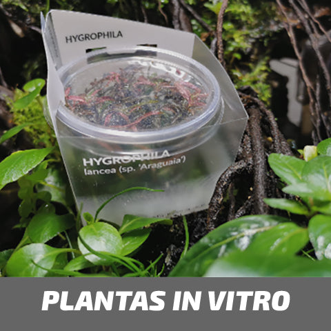 Wabi-kusa pack chihiros
