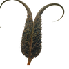 Proboscidea Louisianica Pod