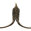 Proboscidea Louisianica Pod