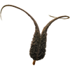 Proboscidea Louisianica Pod