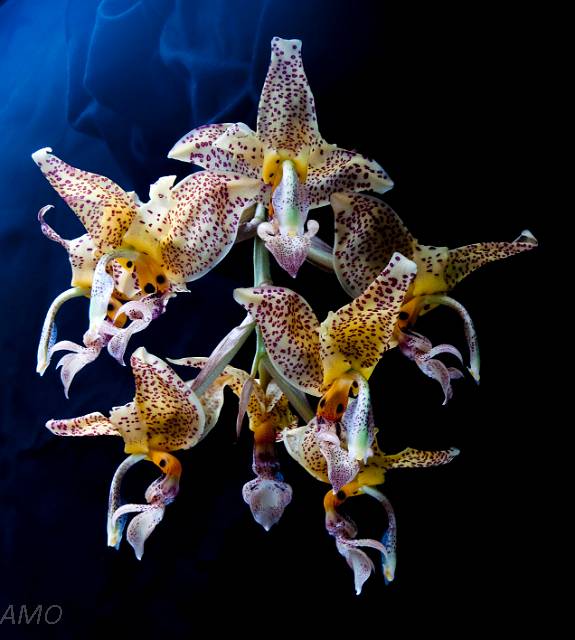 ORQUIDEA STANOPHEA DODDSONIANA