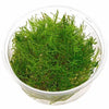 TAIWAN MOSS IN VITRO