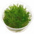 TAIWAN MOSS IN VITRO