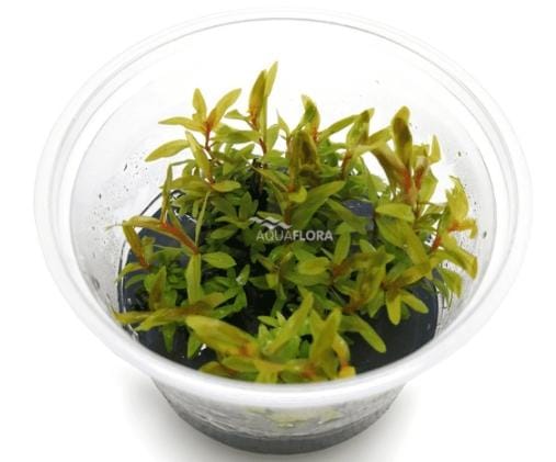 Nesaea pedicellata "Golden" - In Vitro.