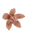 FLOR DE LIRIO SALVAJE