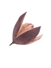 FLOR DE LIRIO SALVAJE