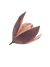 FLOR DE LIRIO SALVAJE