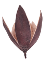 FLOR DE LIRIO SALVAJE