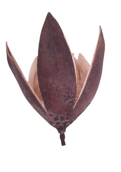 FLOR DE LIRIO SALVAJE